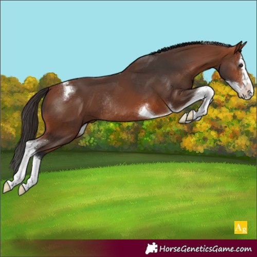 Horse Color:Bay Splash Tobiano Rabicano