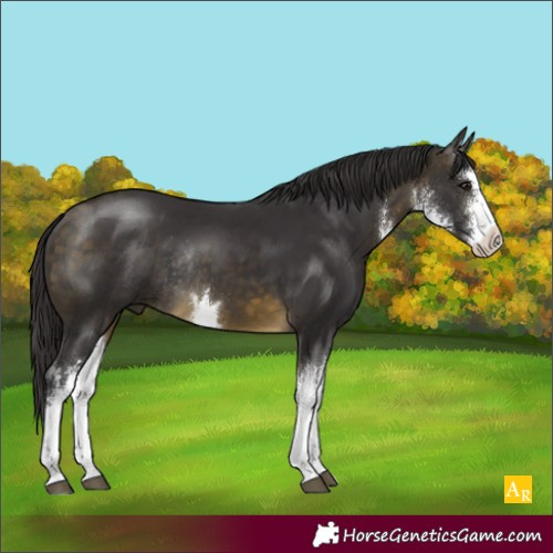 Horse Color:White Spotted Buckskin Rabicano 