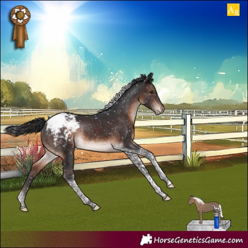 Horse Color:Brown Mushroom Tobiano Appaloosa Rabicano 