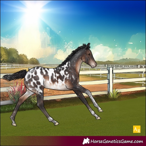 Horse Color:Brown Tobiano Appaloosa 