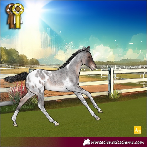 Horse Color:Brown Roan Mushroom Tobiano Appaloosa 