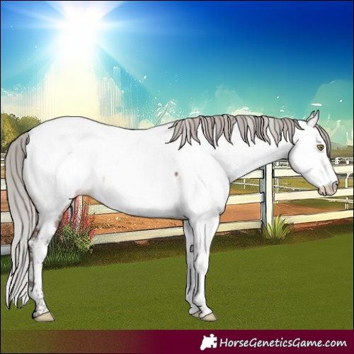Horse Color:White Spotted Silver Brown Dun Tobiano Appaloosa Brindle 