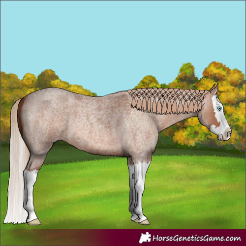 Horse Color:Red Roan Splash 