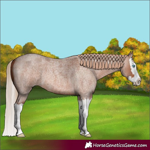 Horse Color:Red Roan Splash