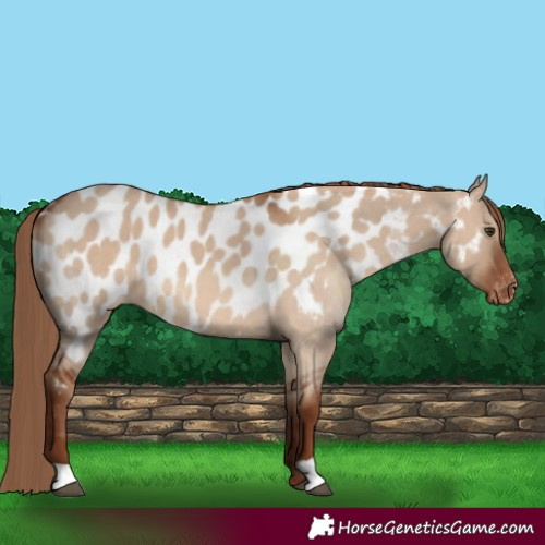 Horse Color:Red Dun Near Leopard 