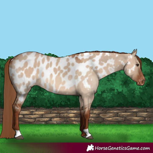 Horse Color:Red Dun Appaloosa 