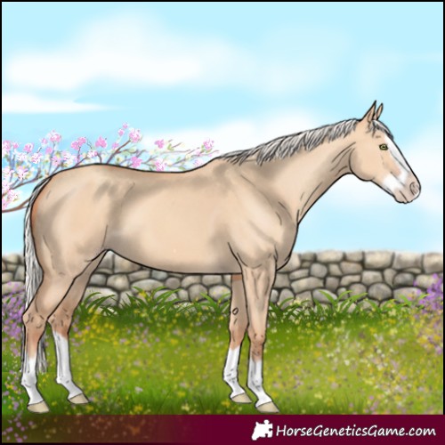 Horse Color:Silver Amber Champagne Dun Splash Frame 