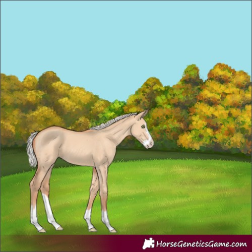 Horse Color:Silver Amber Champagne Dun Splash Frame