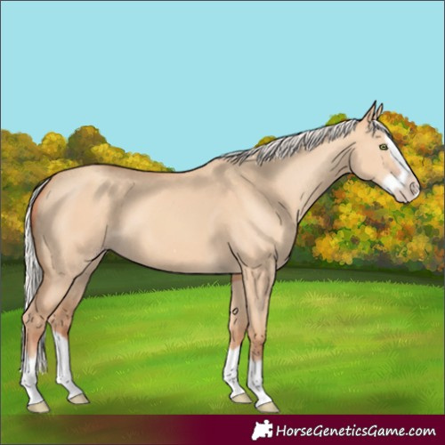 Horse Color:Silver Amber Champagne Dun Splash Frame 