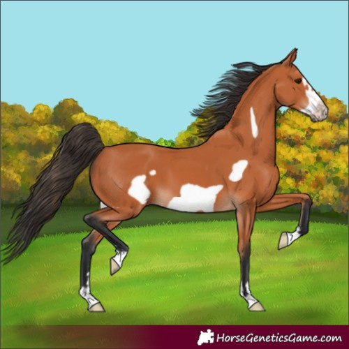 Horse Color:Bay Frame