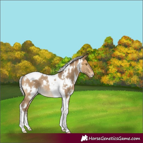 Horse Color:White Spotted Silver Buckskin Dun Tobiano Rabicano 