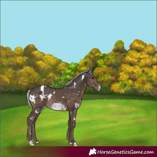 Horse Color:White Spotted Silver Black Frame 