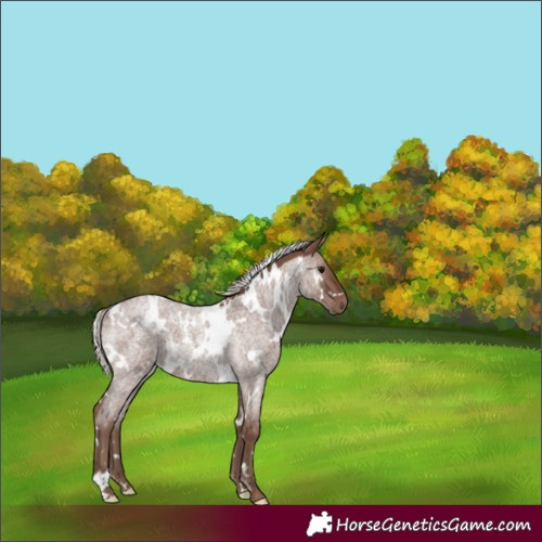 Horse Color:White Spotted Silver Blue Roan Rabicano