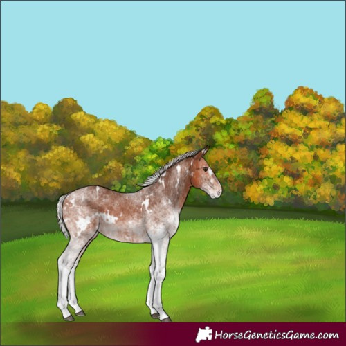 Horse Color:White Spotted Silver Bay Rabicano 