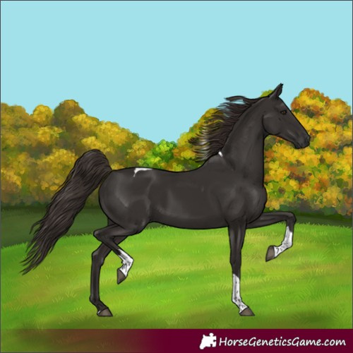 Horse Color:Liver Chestnut Tobiano Rabicano 