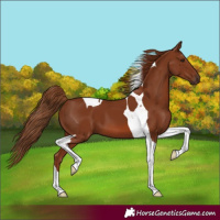 Horse Color:Chestnut Tobiano 