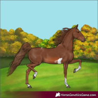 Horse Color:Chestnut Tobiano 