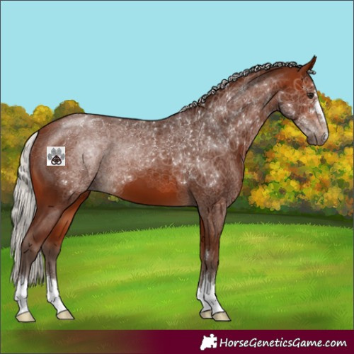 Horse Color:Silver Bay 