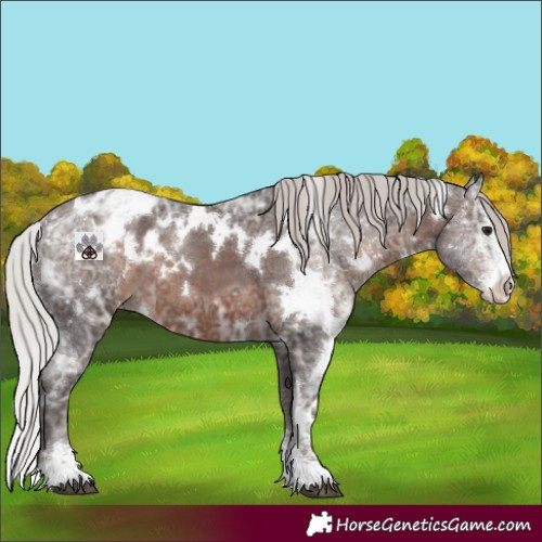 Horse Color:White Spotted Silver Brown Ice Sabino Appaloosa 