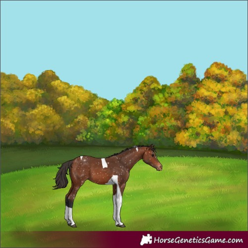 Horse Color:Bay Tobiano Appaloosa