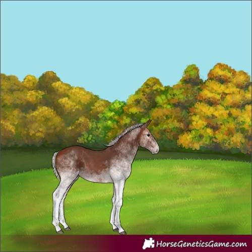 Horse Color:White Spotted Silver Bay Rabicano 
