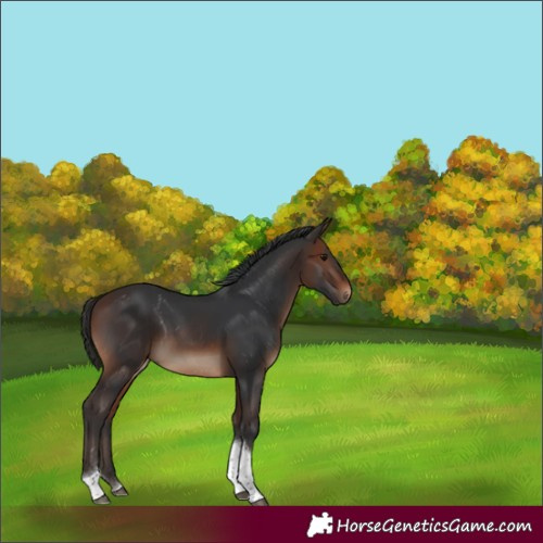 Horse Color:Brown Tobiano