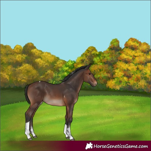 Horse Color:Brown Sabino Tobiano Rabicano 