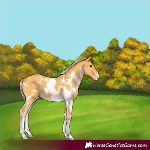 Horse Color:White Spotted Palomino Sabino 