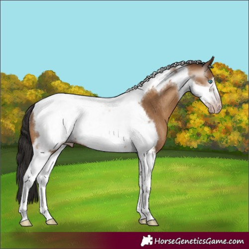 Horse Color:Gray Amber Champagne Tobiano Frame Rabicano