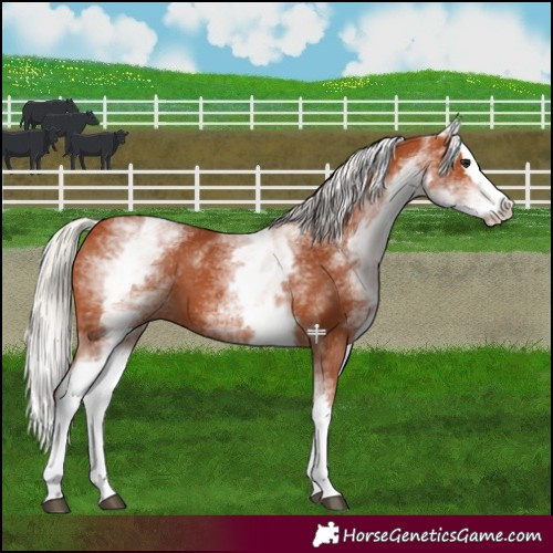 Horse Color:White Spotted Silver Bay Splash