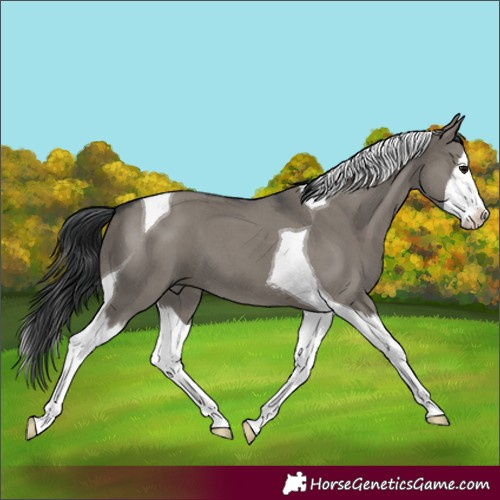 Horse Color:Grullo Sabino Splash Tobiano
