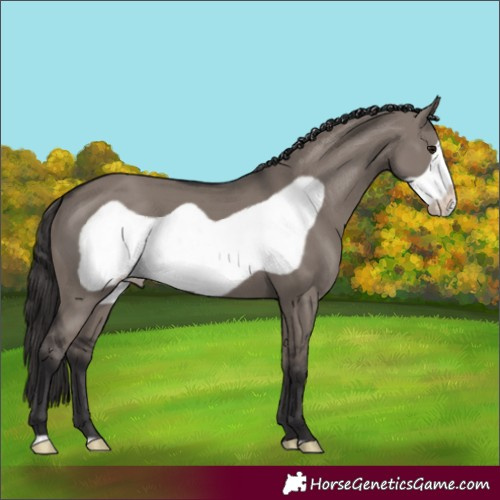 Horse Color:Smoky Grullo Frame
