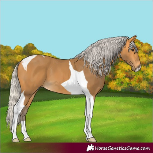 Horse Color:Silver Buckskin Tobiano