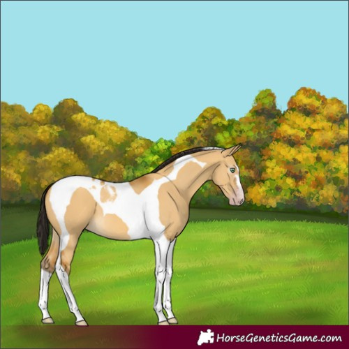 Horse Color:Gray Amber Cream Champagne Dun Tobiano 