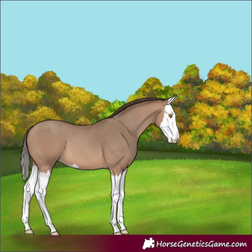Horse Color:Sable Champagne Splash Appaloosa 