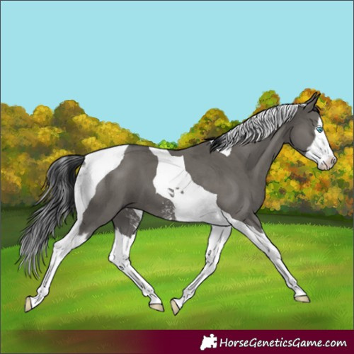 Horse Color:Grullo Sabino Splash Tobiano