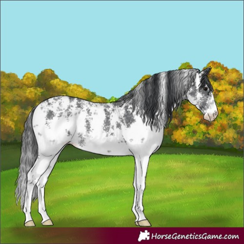 Horse Color:Black Sabino 