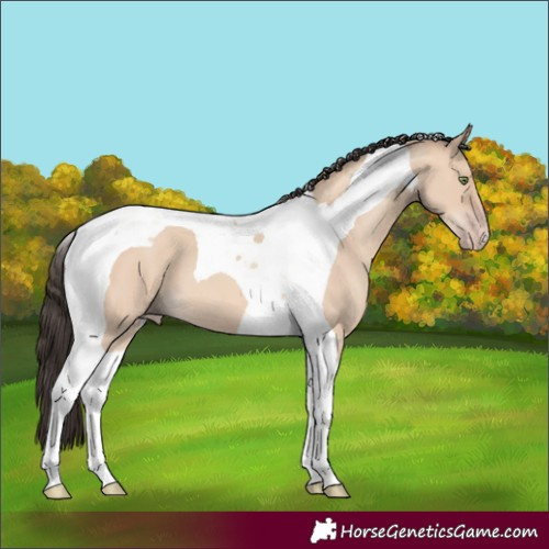 Horse Color:Amber Champagne Dun Tobiano