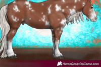 Horse Color:White Spotted Chocolate Silver Black Sabino 
