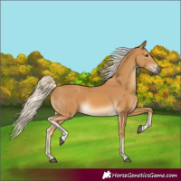 Horse Color:Palomino Tobiano 