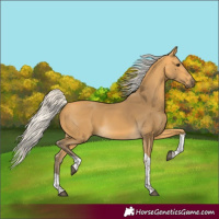 Horse Color:Silver Buckskin Tobiano