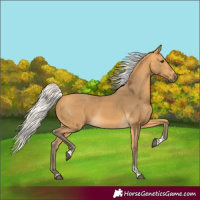 Horse Color:Silver Buckskin Tobiano
