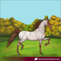 Horse Color:Red Roan Blanket 