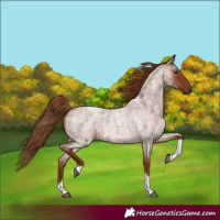 Horse Color:Red Roan Tobiano 