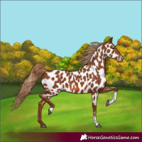 Horse Color:Chestnut Tobiano Near Leopard 