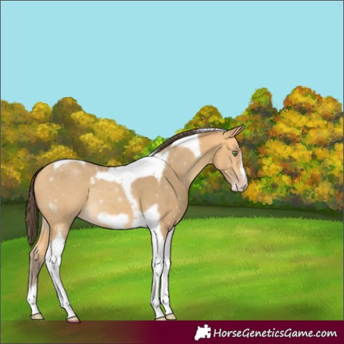 Horse Color:Amber Cream Champagne Tobiano Frame 