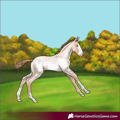 Horse Color:Gold Champagne Roan Frame Rabicano