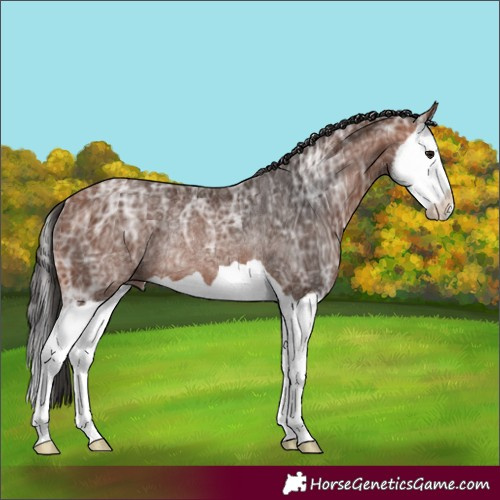 Horse Color:Bay Ice Splash Rabicano 