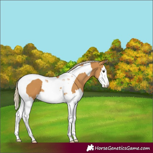 Horse Color:Palomino Splash Tobiano 