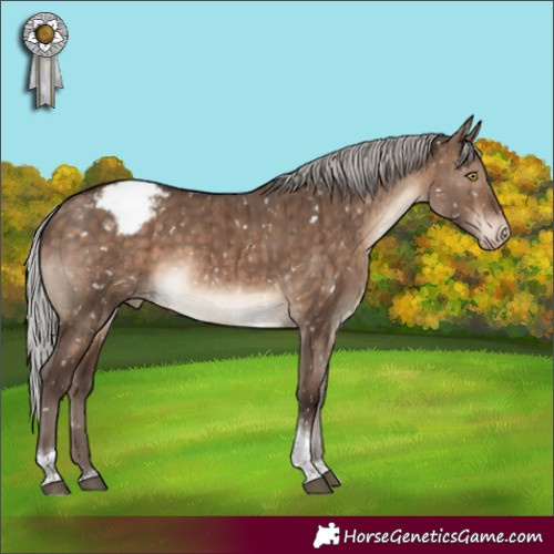 Horse Color:Silver Brown Dun Tobiano Appaloosa Brindle